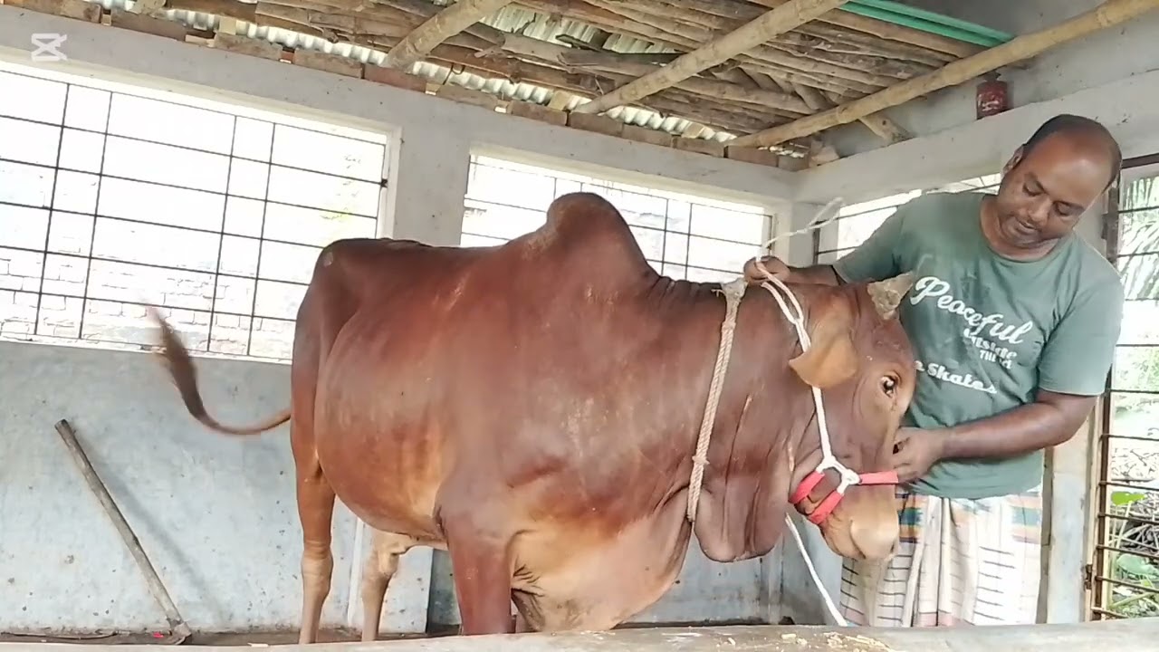 গরুর দড়ি পালটাতে গিয়ে কি হোয়ে গেলো দেখুন    ১/৮/২৫