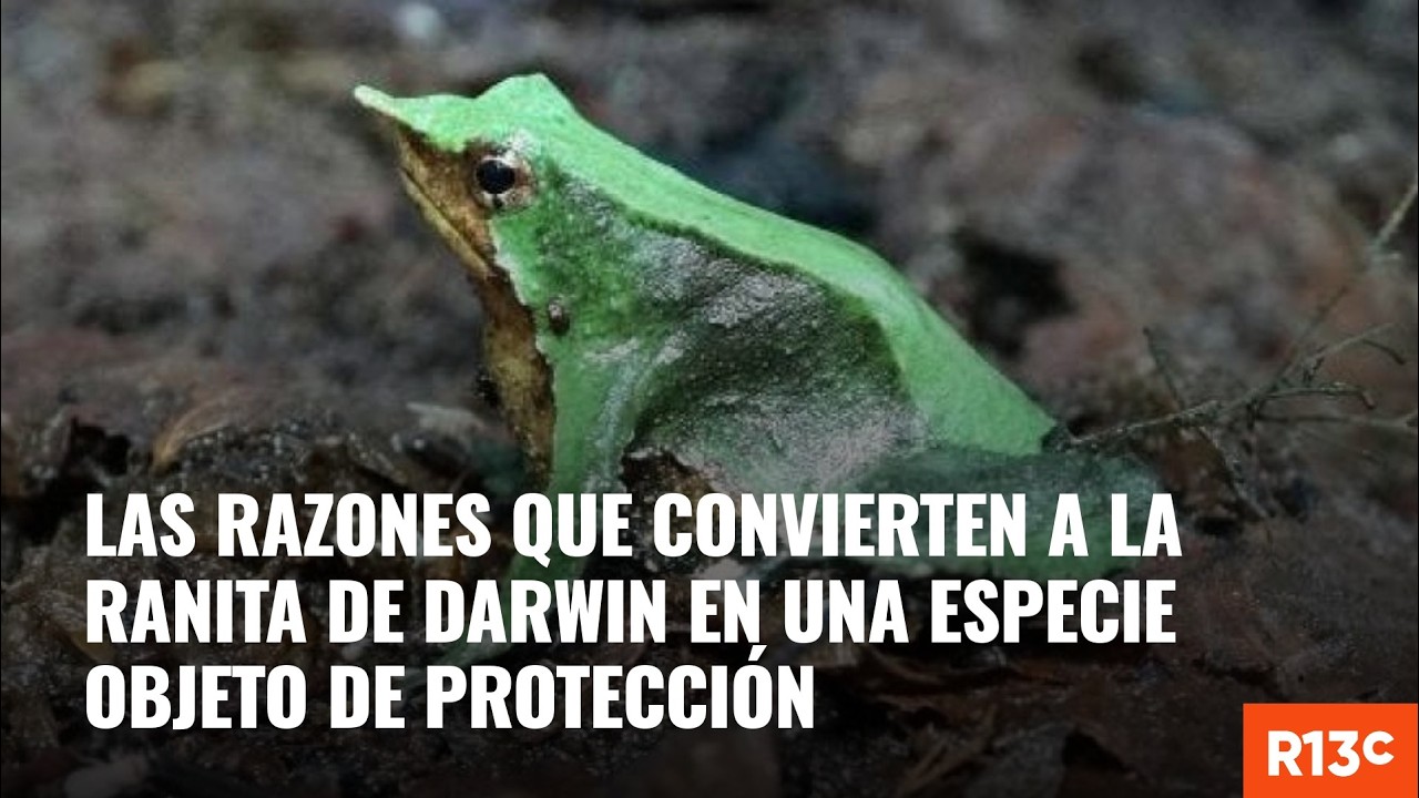 Las razones que convierten a la Ranita de Darwin en una especie objeto de protección