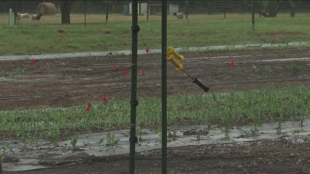 Nonprofit farm in Buffalo Gap devastated by hail