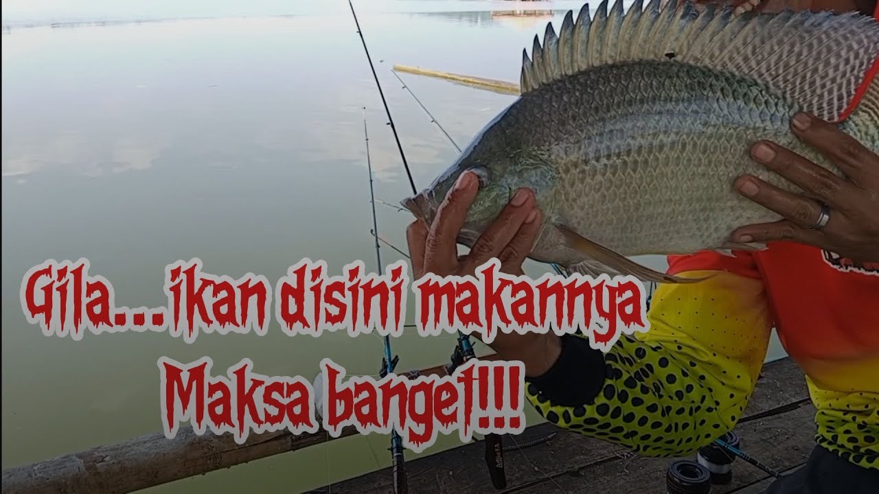 🔴Mancing Sadawarna terbaru!!!Gila...ikan disini makannya maksa banget...