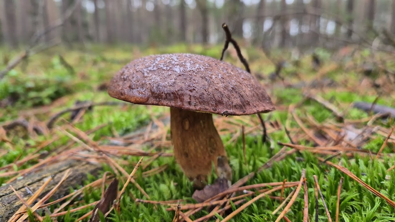 GRZYBOBRANIE 16.11.25r. NIE DO WIARY!!😮😮 PIĘKNE GRZYBY PRZETRWAŁY TAKI MRÓZ 🍄🍄 MROŻONE GRZYBY 2025 🍄