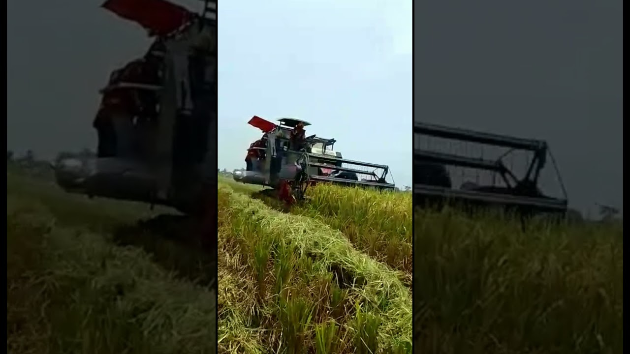 combi sawah maxxi bimo 102‼operator suwondo