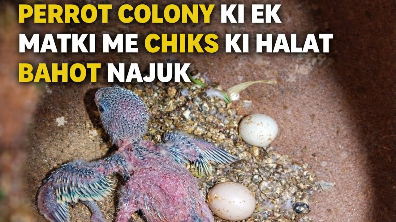 PERROT COLONY KI EK MATKI ME CHIKS KI HALAT BAHOT NAJUK HAI AP ISKE LIYE DUA KARNA