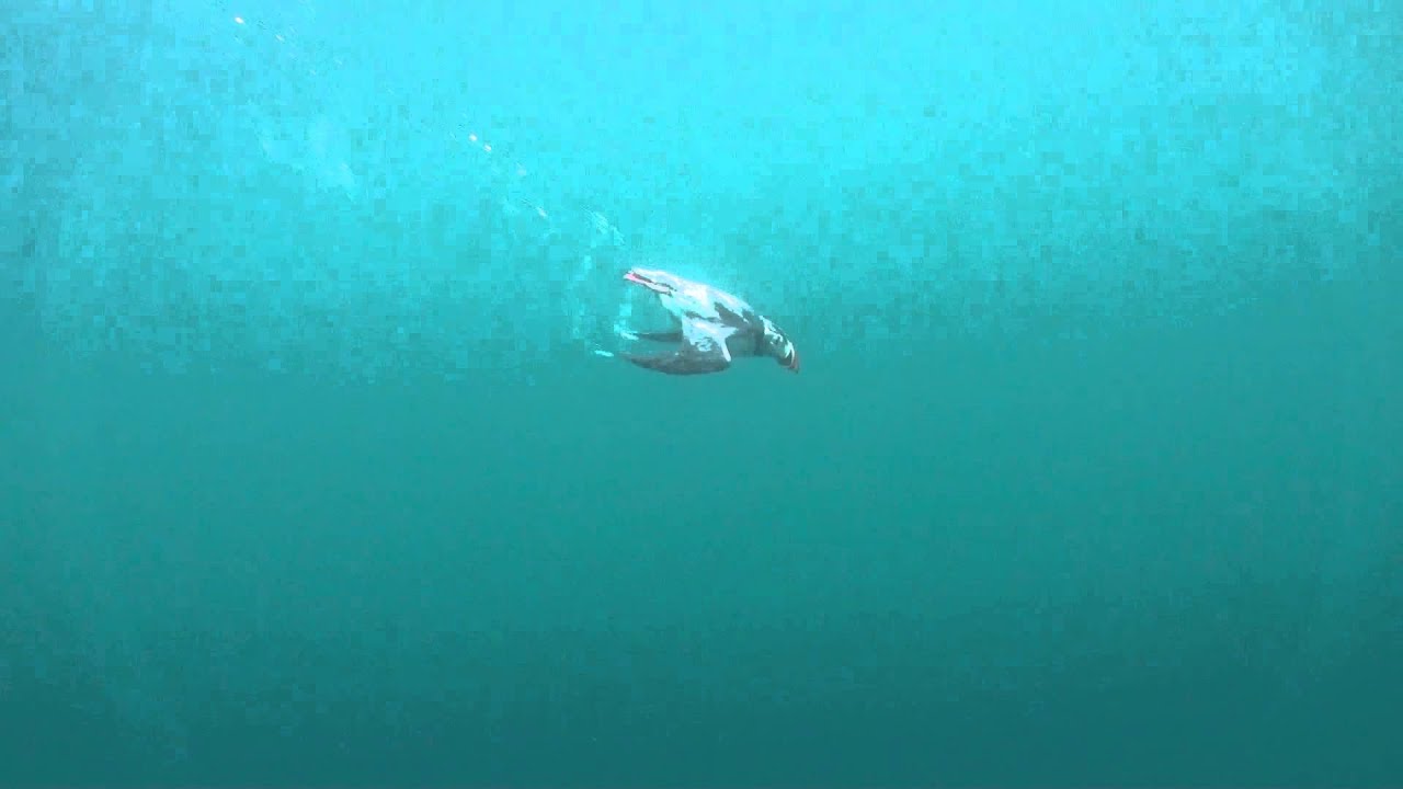Diving with the Puffins