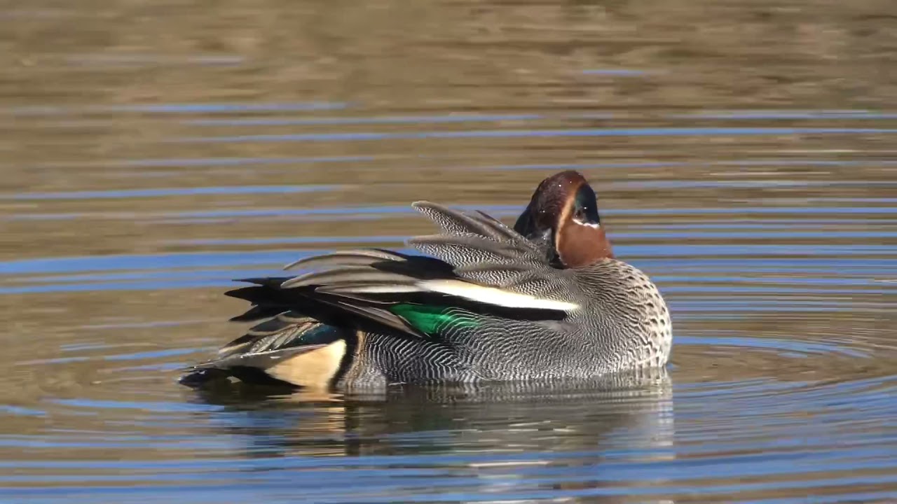 Cerceta com&uacute;n macho #birdwatching #birds #aves #birding #nature