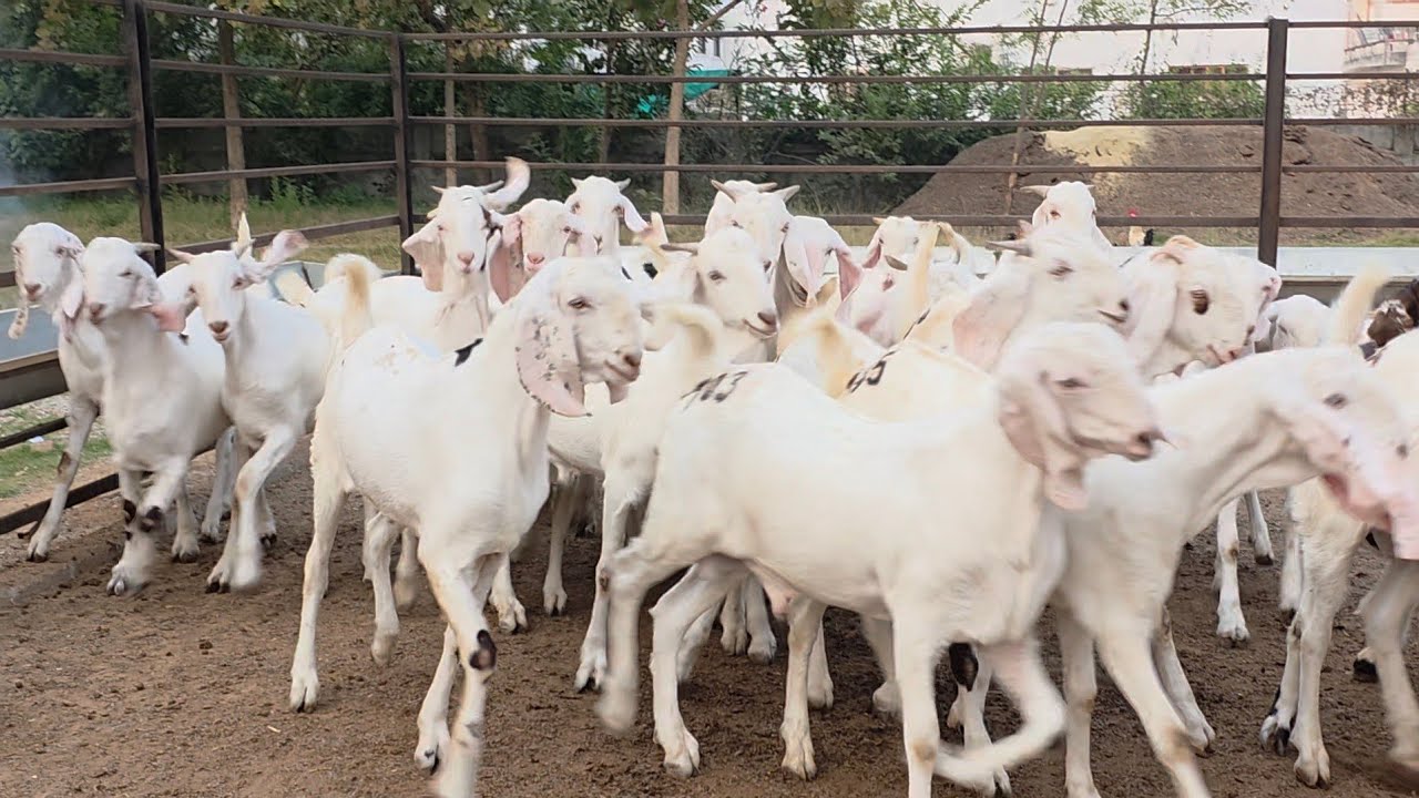 FG Goat Farm Ka Wholesale Dhamaka | Naye Farmers Ke Liye Saugat.