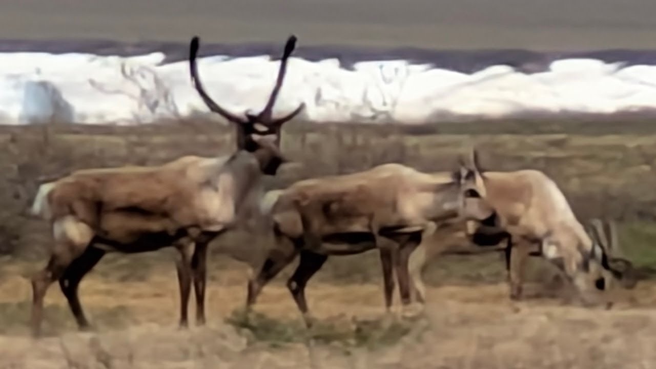 Porcupine Caribou, Northern Alaska