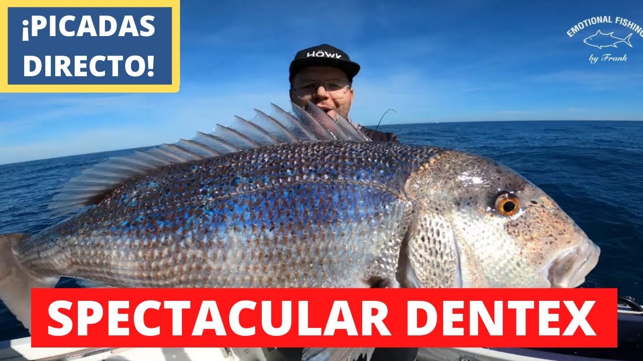 Pesca DENTONES 🐟Zoka Ball👊 Cañas Howk FISHING Spot 200 S y Howk Spot 250!