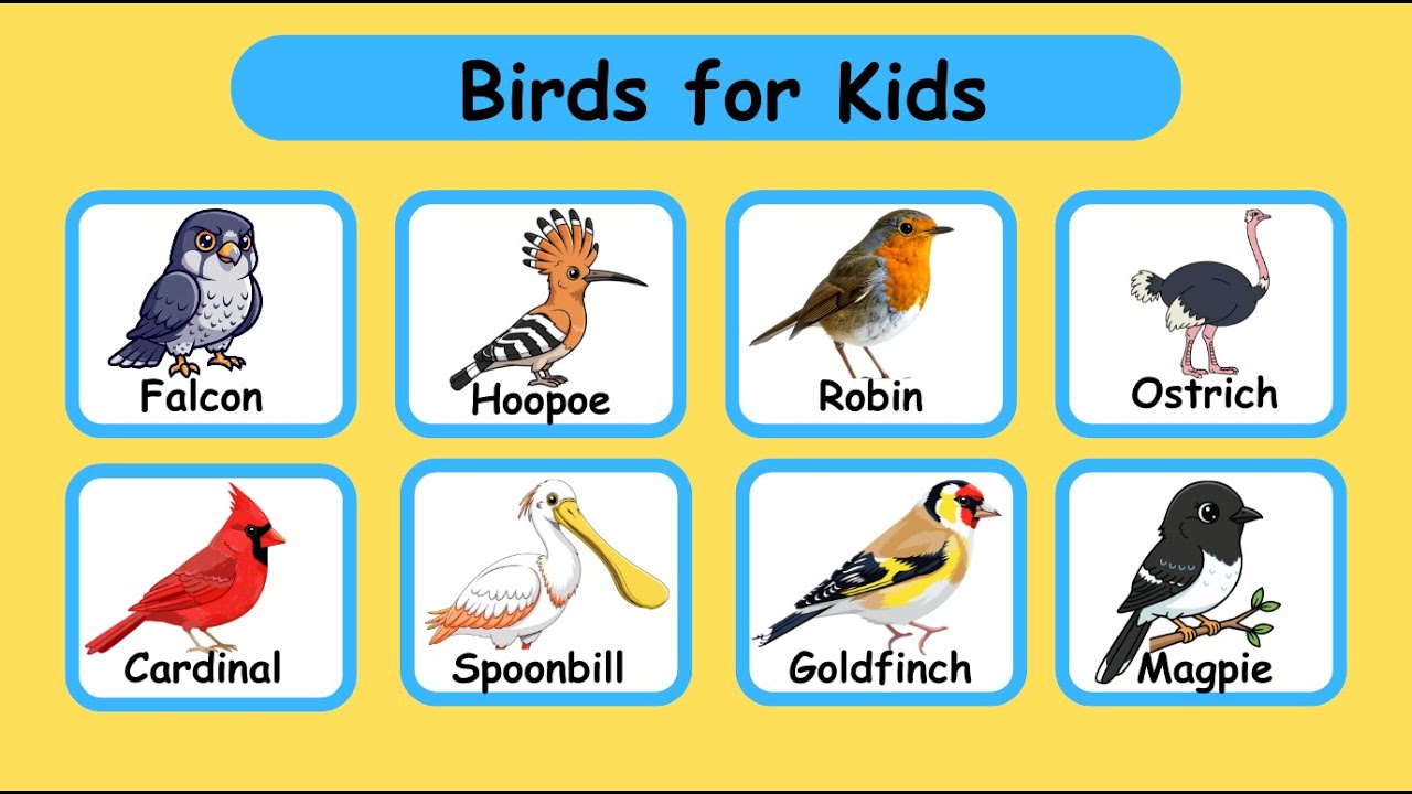 40 Birds for Kids | Learn Bird Names | First Words & Early Learning