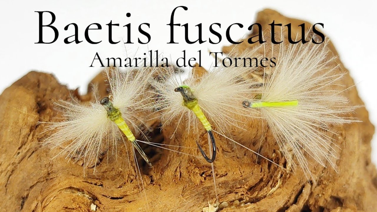 Montaje de moscas: Baetis fuscatus. La famosa 