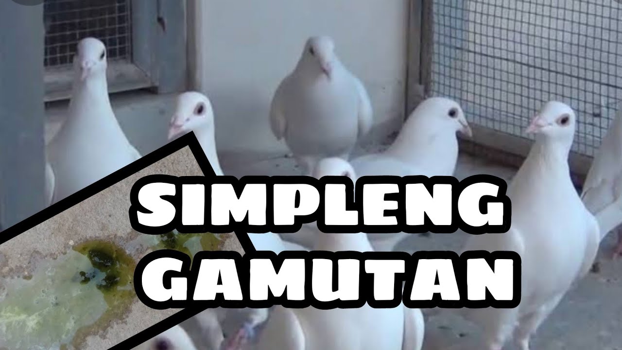 GAMOT SA SALMONELLA NG KALAPATI | GAMOT SA PAGSUSUKA AT PAGTATAE NG KALAPATI