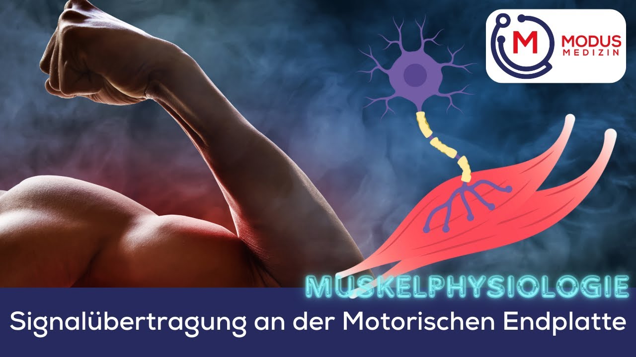 Signal&uuml;bertragung an der Motorische Endplatte