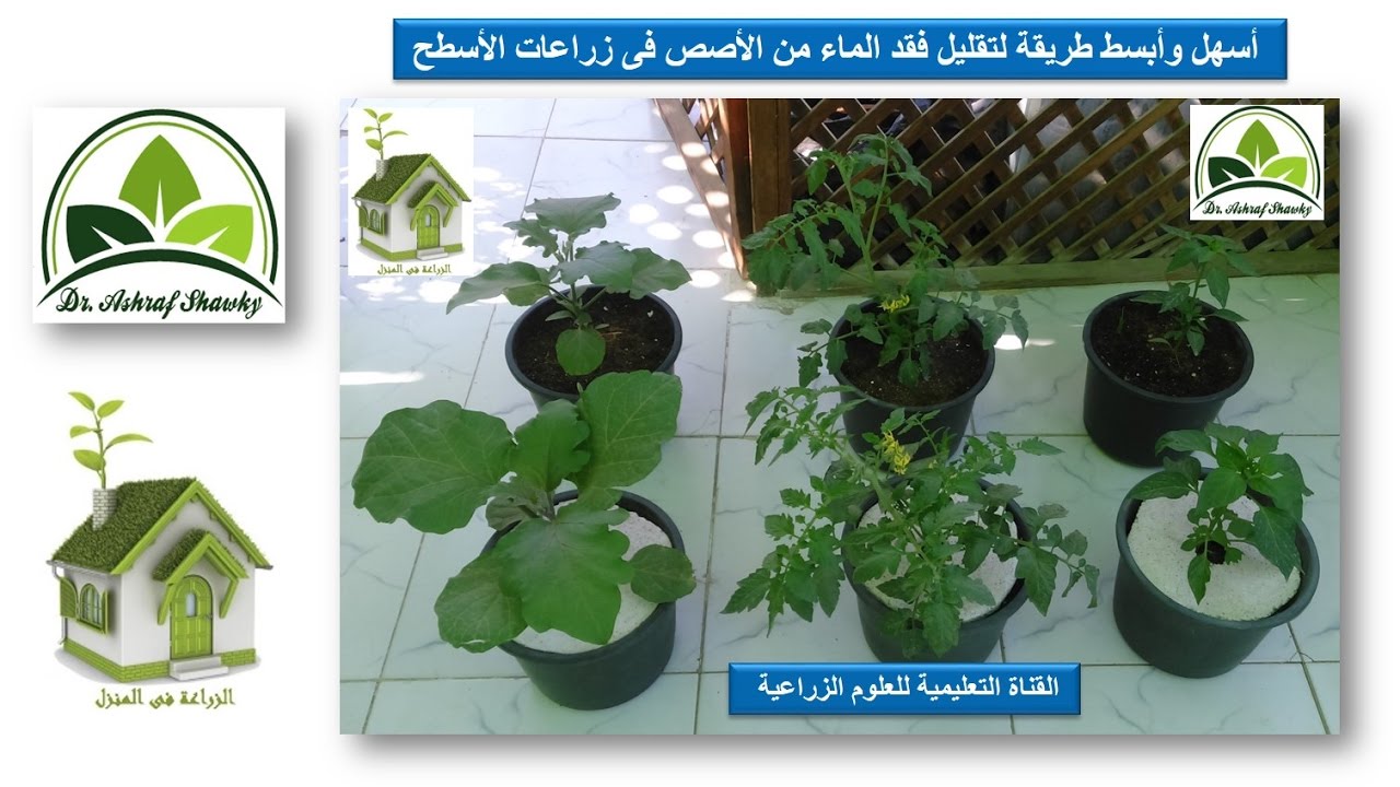 (76) طريقة استخدام الفوم للحصول على نمو كبير للنباتات (الزراعة المنزلية في الاصص)
