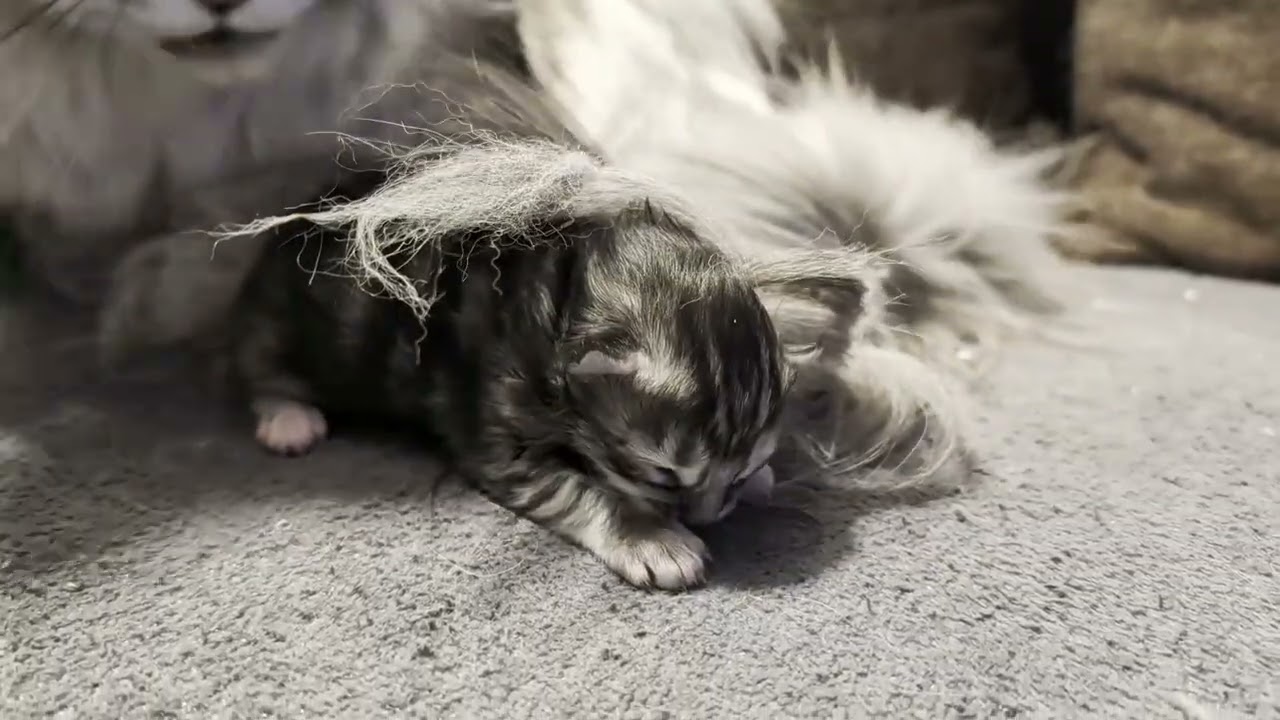 Day 4: A Mother’s Care 🐾 Lise Cleans and Cuddles Her Kitten