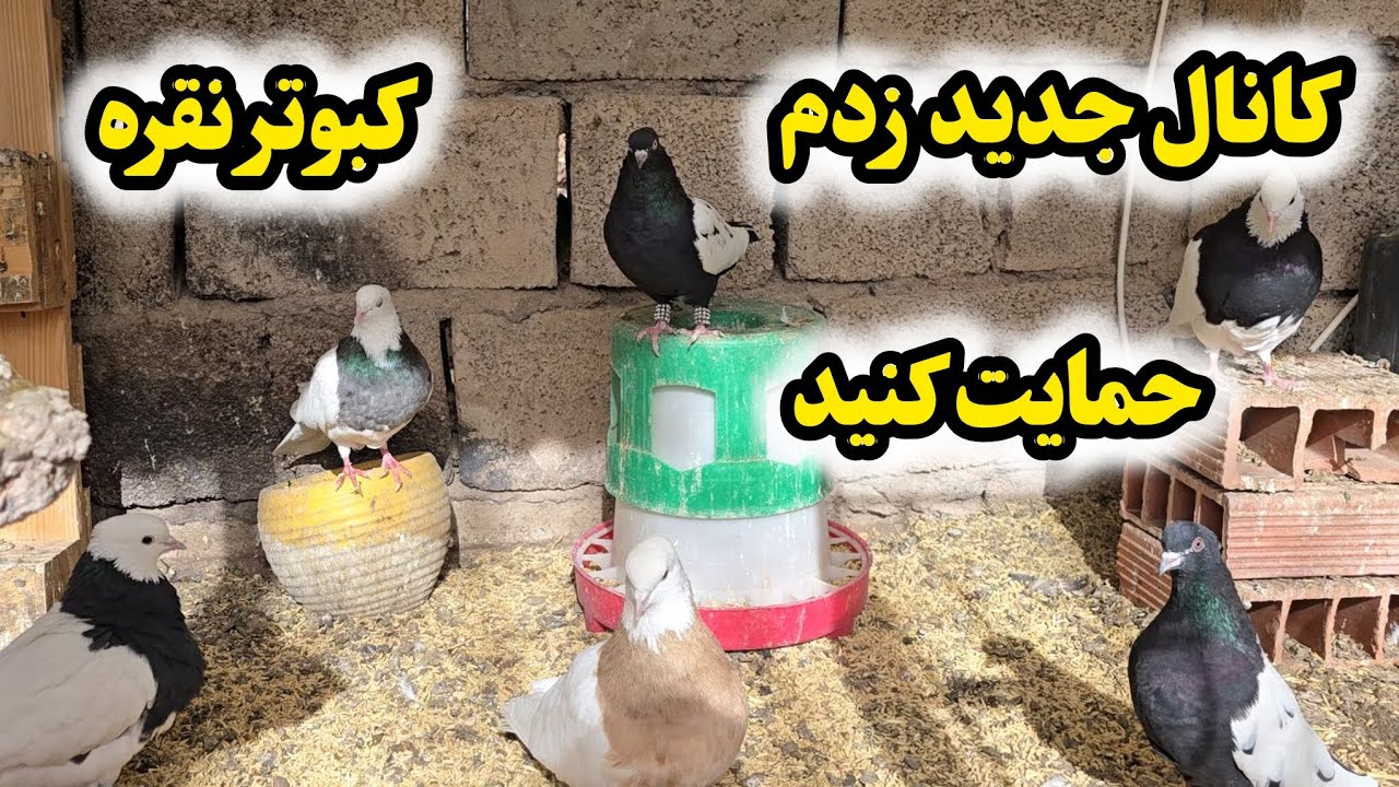 کانال جدید زدم به اسم کبوتر نقره 