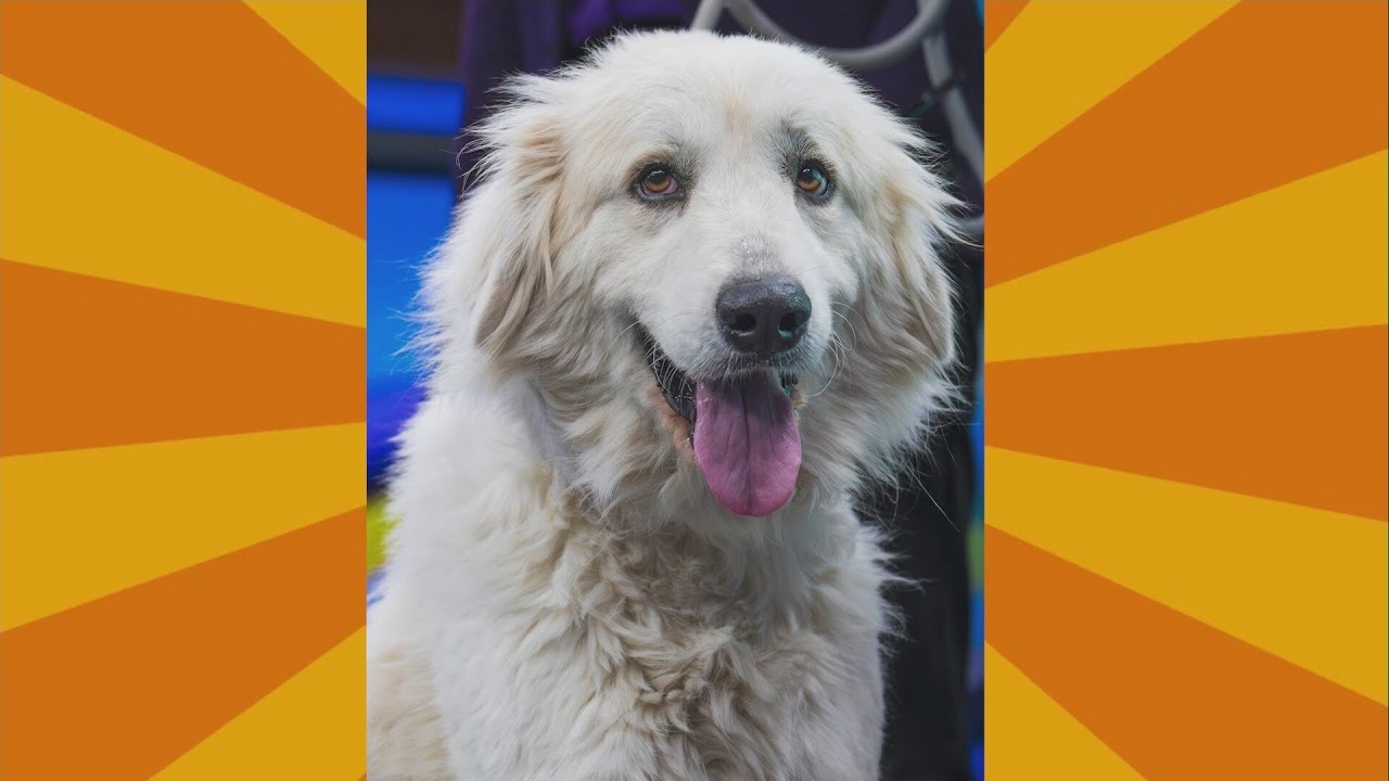 Friday Fur Babies: Meet Polly