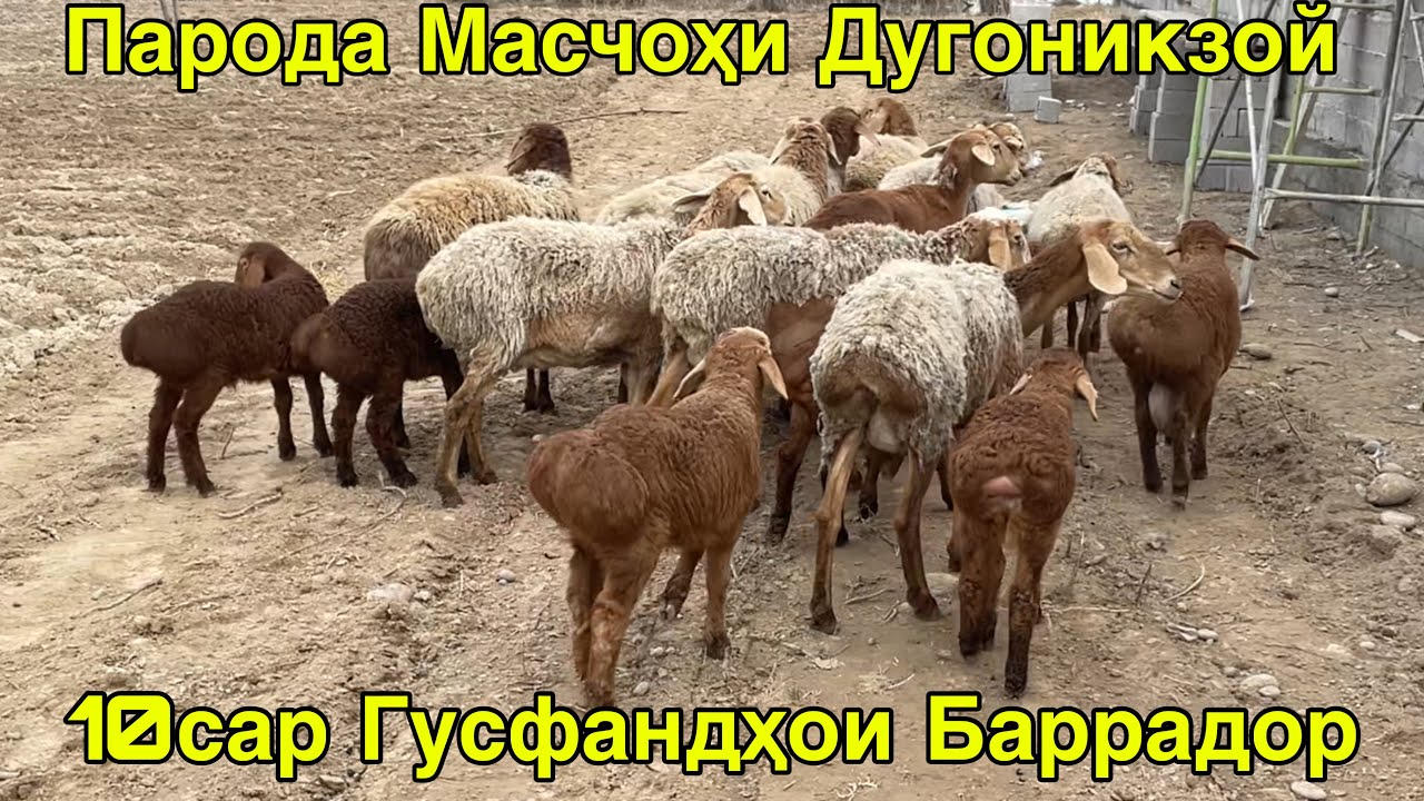 ГУСФАНДҲОИ БАРРАДОРИ МАСЧОЙИ 10САР БАРОИ МОЛКАДАН 23 февраля 2026 г.