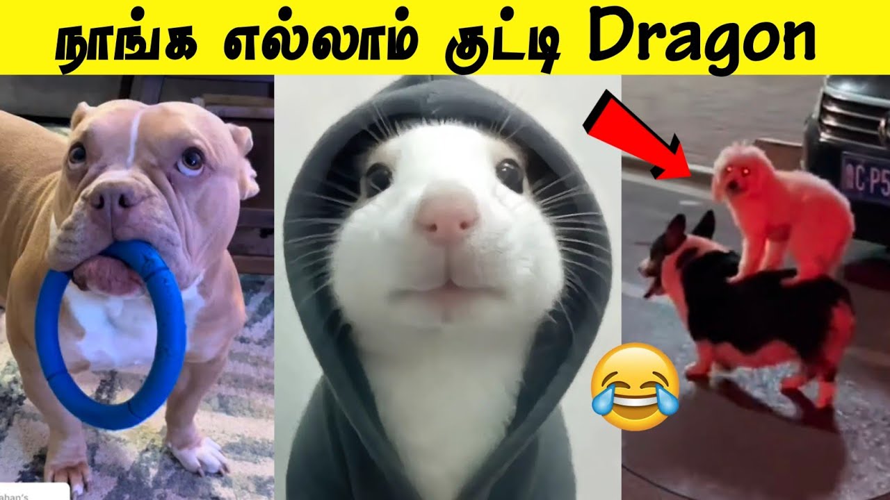 சின்னராசு எடுடா வண்டிய 🤣 | மௌசாக செல்லும் சுண்டெலி 😂