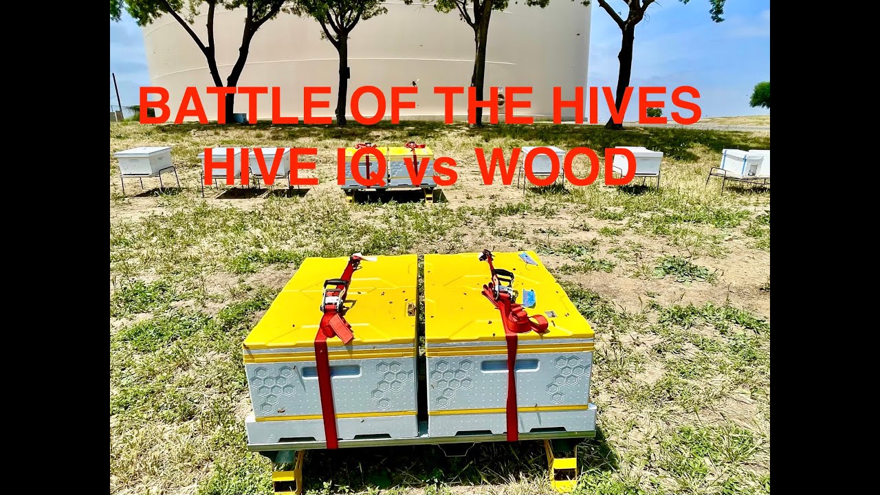 Hive IQ vs Traditional wood hive.