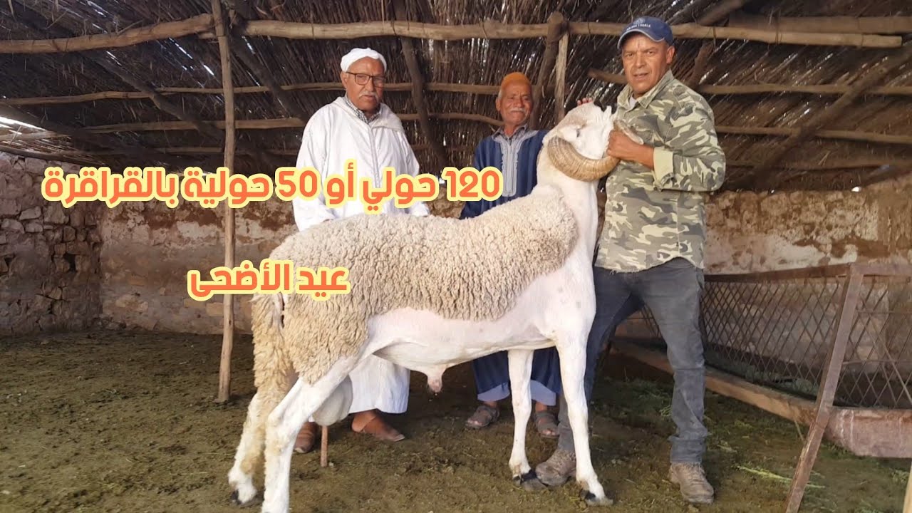انطلاق عملية بيع حولي عيد الاضحى /2023/ بمنطقة بني مسكين القراقرة عند عثماني بوزكري