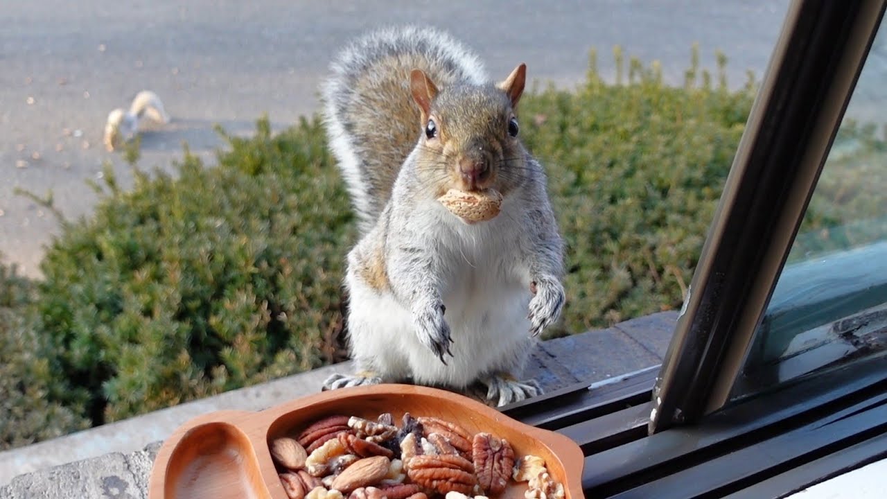Squirrel's adorable reaction when she hears her name