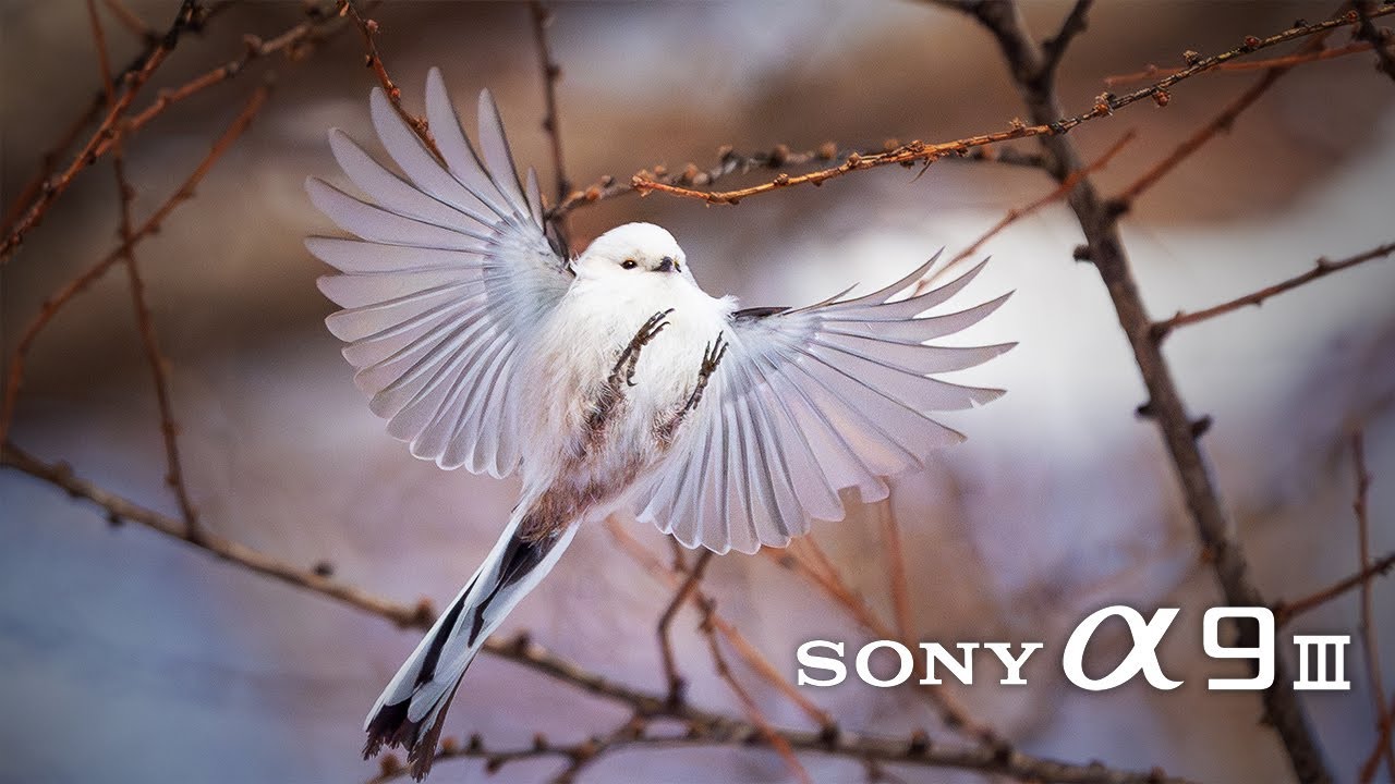 SONYα9IIIの2ヶ月『まとめレビュー』！グローバルシャッターと動体撮影で尖ったカメラ