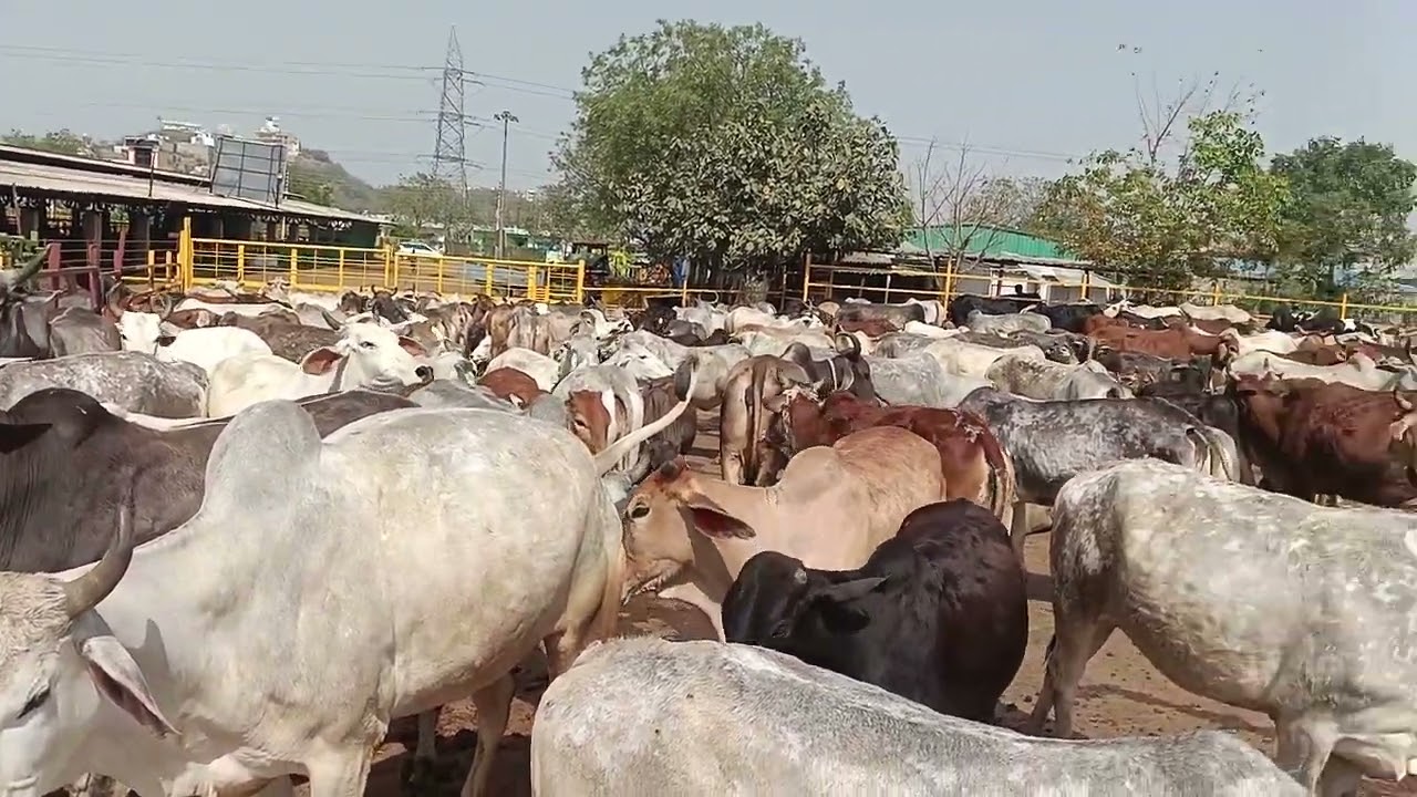 Largest 2nd , the Divine Goshala in the world 