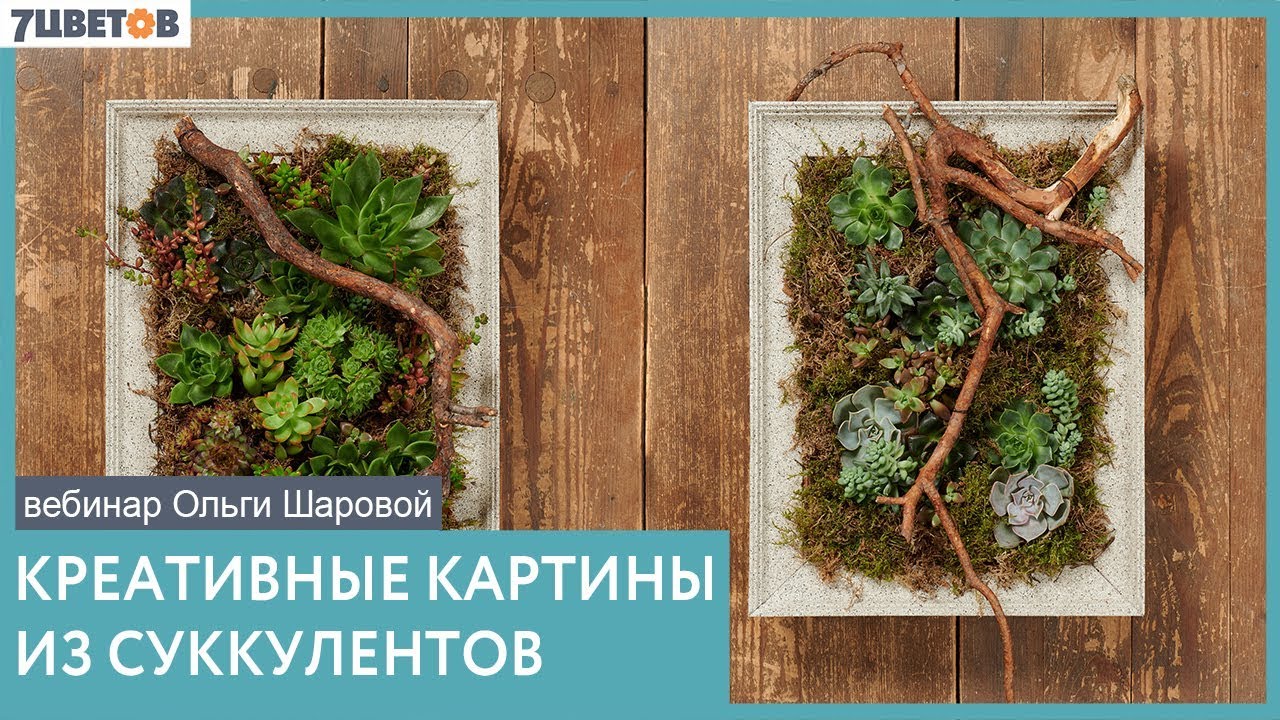 Картины из суккулентов | Вебинар Ольги Шаровой и Ивана Горбачёва
