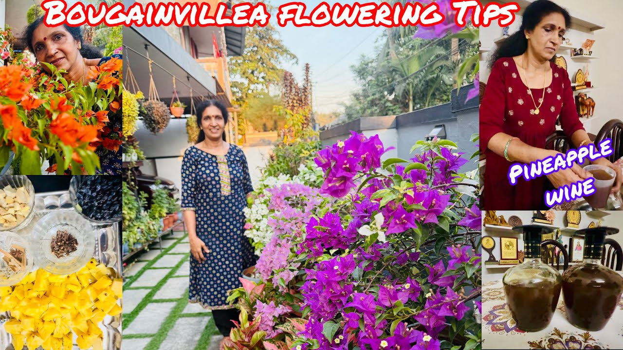  കടലാസ് ചെടിയിൽ പൂക്കൾ നിറക്കാം🥰 കൂടെ ഈസ്റ്റും ഗോതമ്പും ചേർക്കാത്ത വൈനും ഉണ്ടാക്കാം|Anithasree#home 