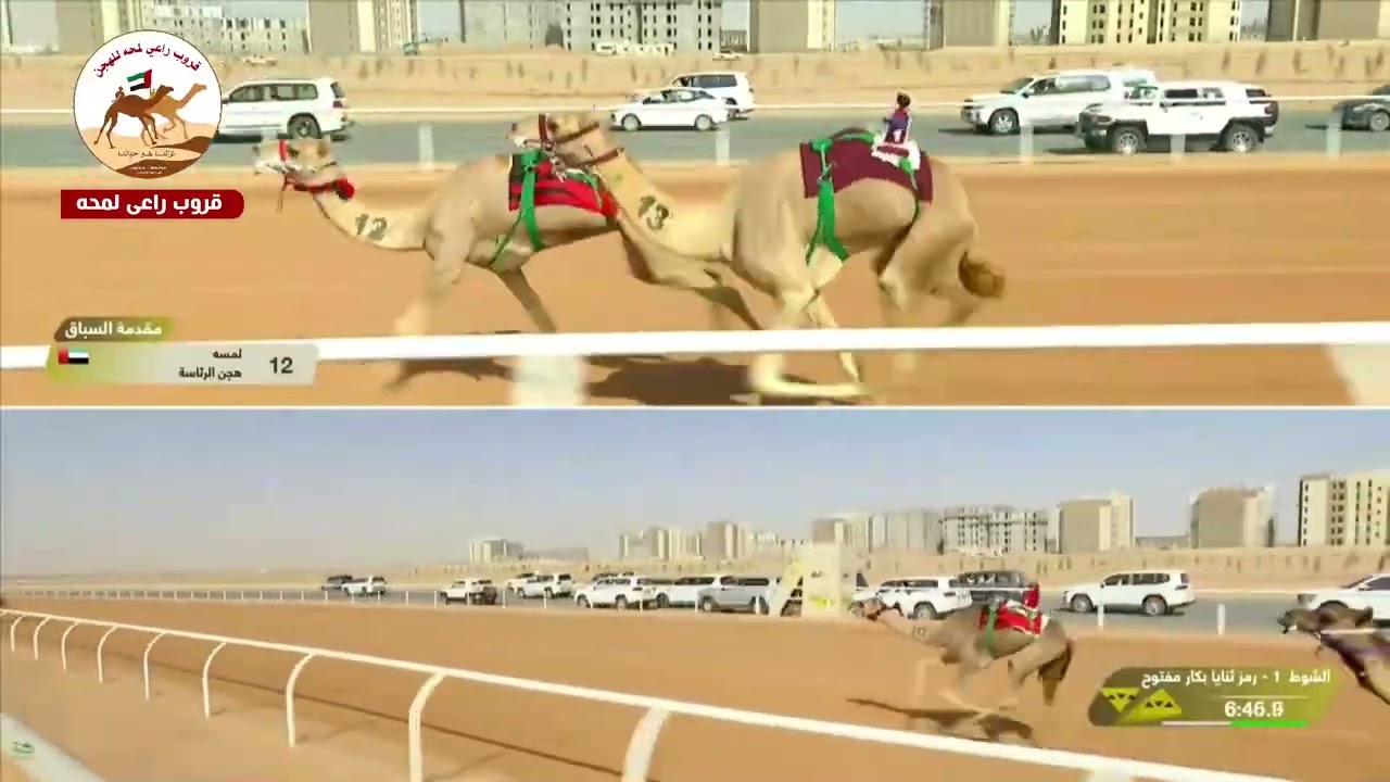 ش1 ( كأس الثنايا المفتوح )  الوسمية لـ هجن الرئاسة 12:17:47( مهرجان خادم الحرمين الشريفين 2026 )
