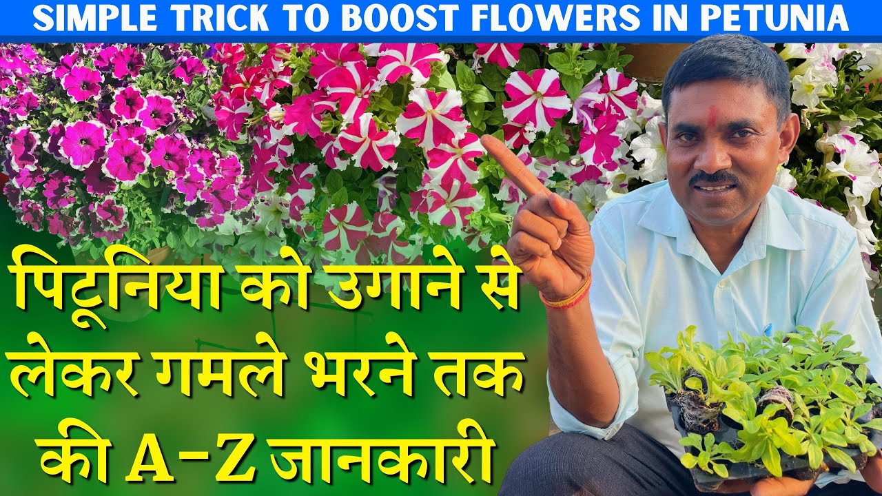 पिटूनिया को उगाने से लेकर गमले भरने तक की A-Z जानकारी || 1000+ Flowers in 1 Pot Petunia