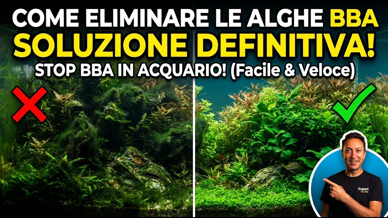 Combattere alghe BBA in acquario