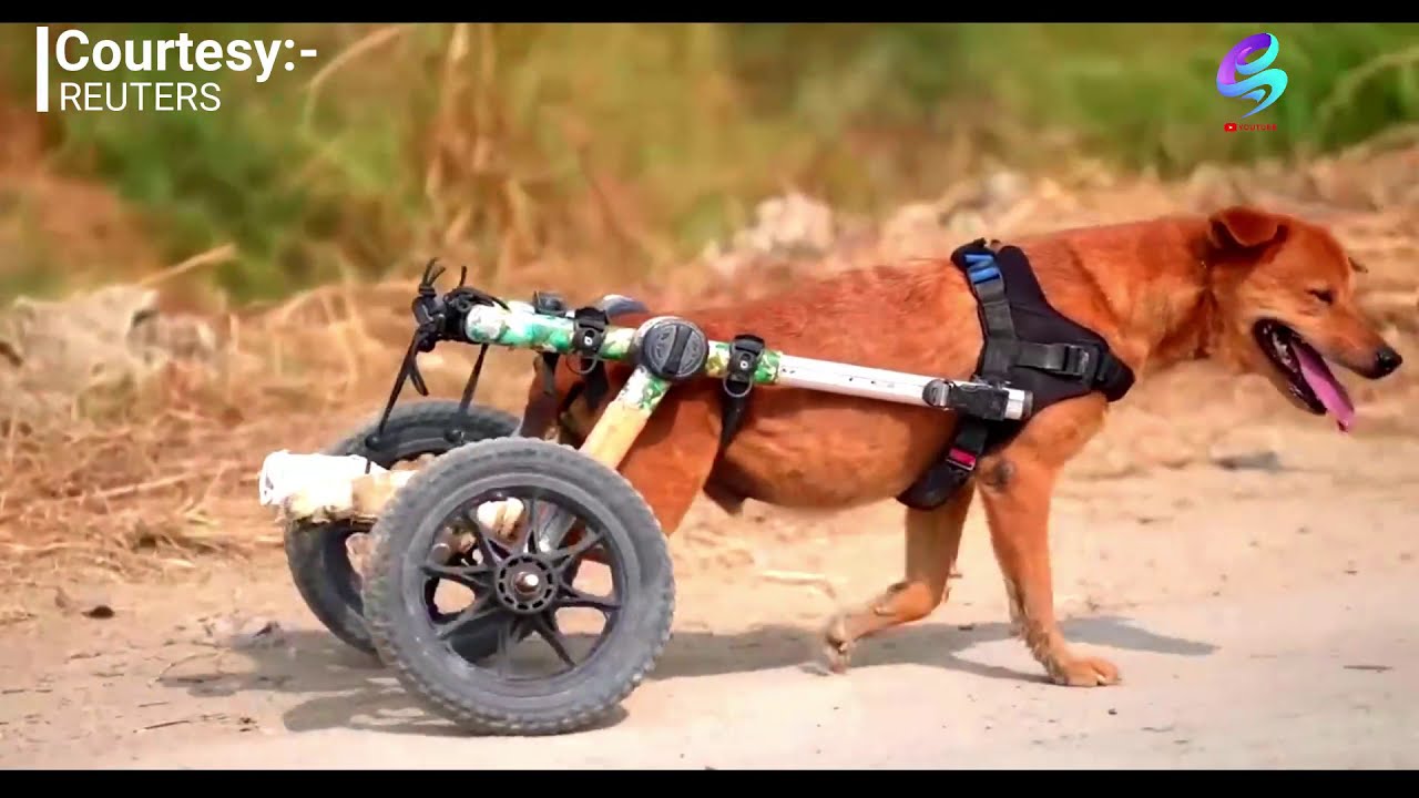 First Outdoor Adventures for Disabled Dogs in Thailand Amidst Covid-19 Impact