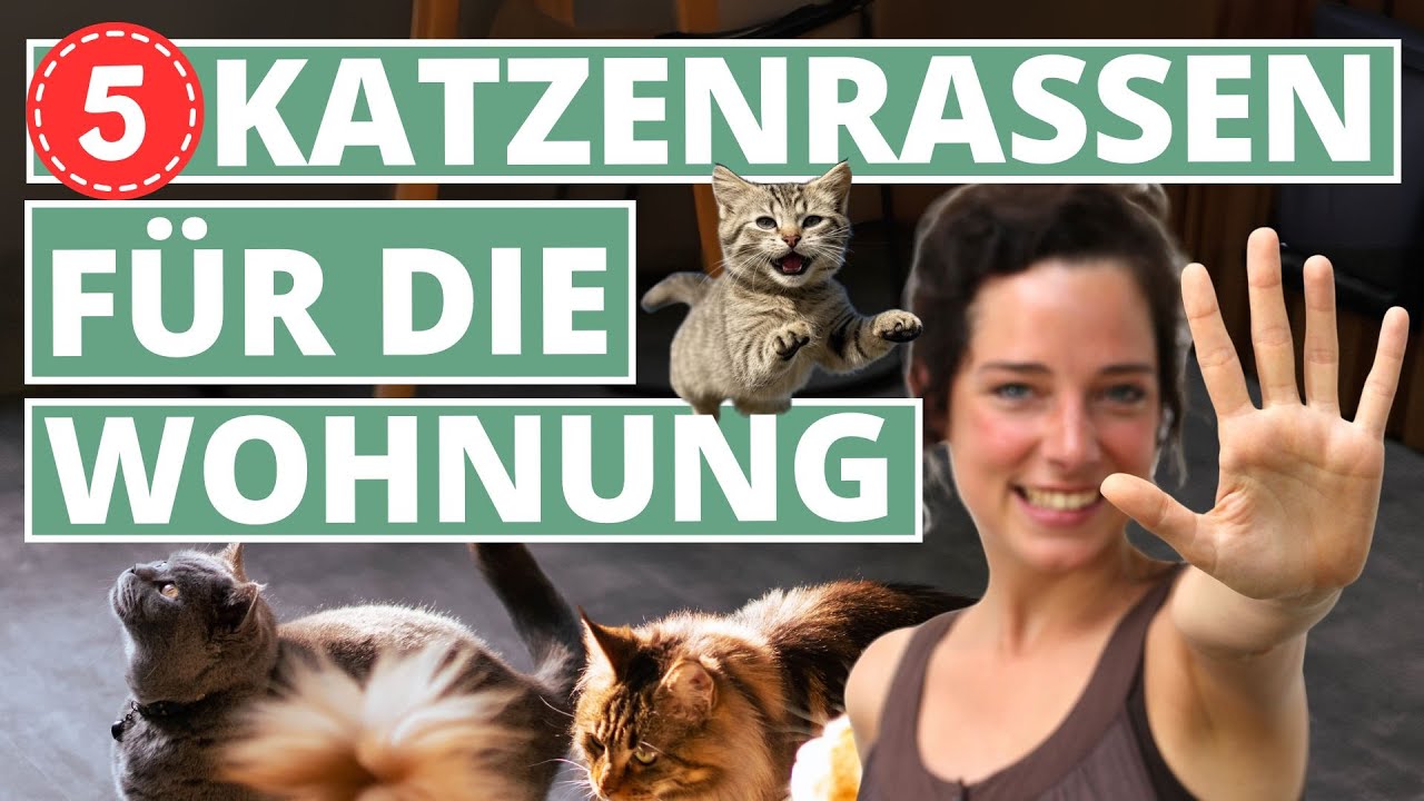 5 super Katzenrassen f&uuml;r die Wohnung