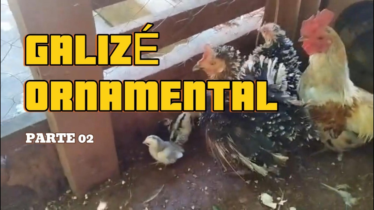 PROJETO GALIZÉ Ep. 1
