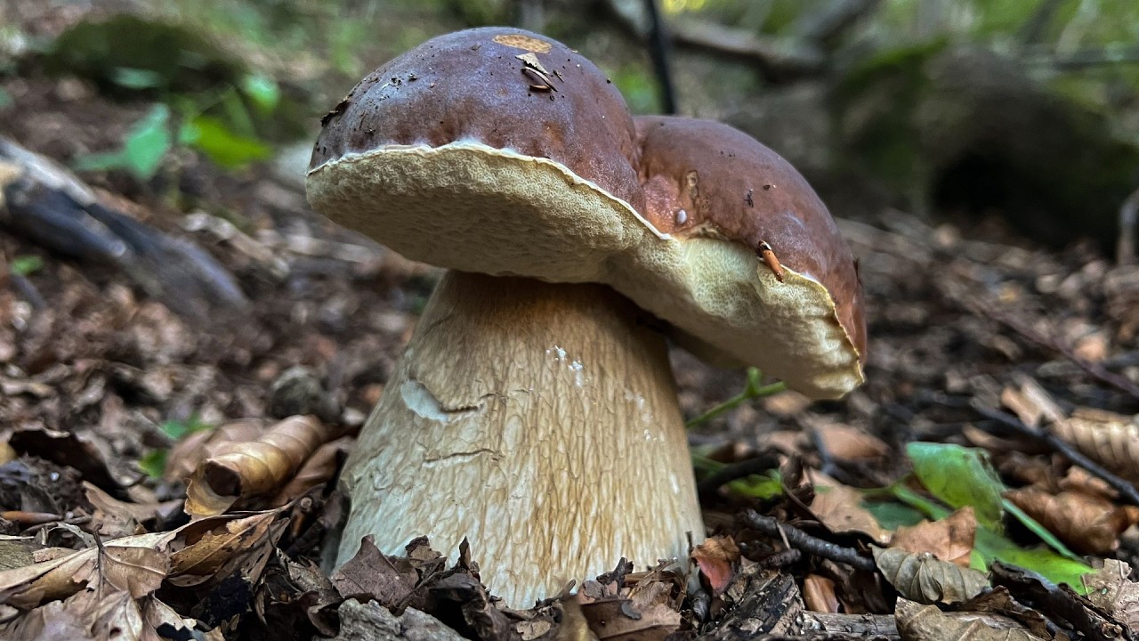 PORCINI XL in FUNGAIE INFINITE!! -2025 da SOGNO-