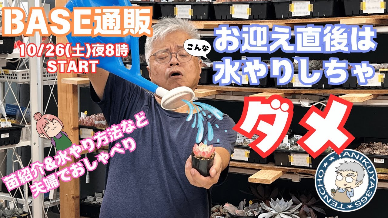 【多肉植物】可愛い通販多肉苗紹介とお迎え直後の秋の水やりについて