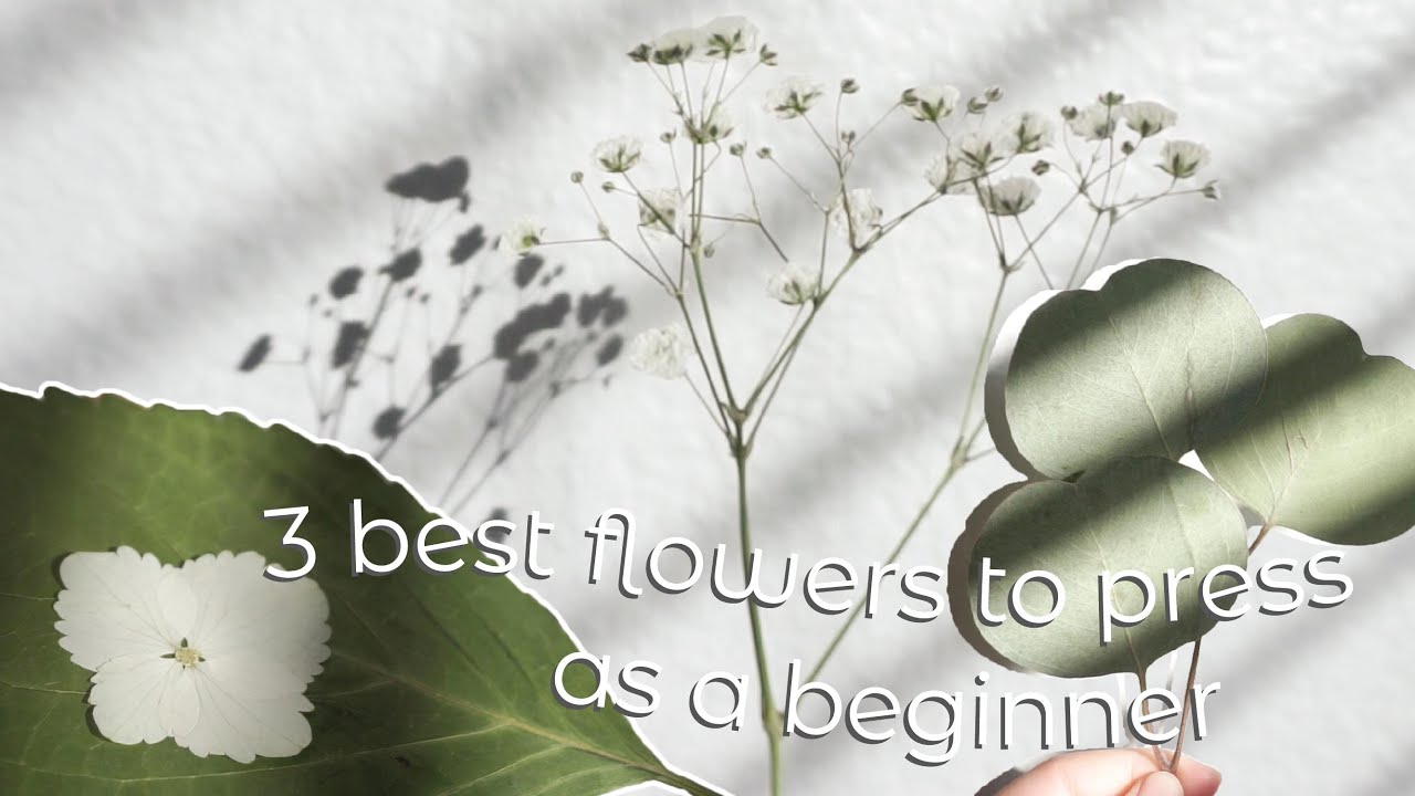 How to press flowers for beginners (cheap & perfect) | 3 flowers that will *always* press perfectly