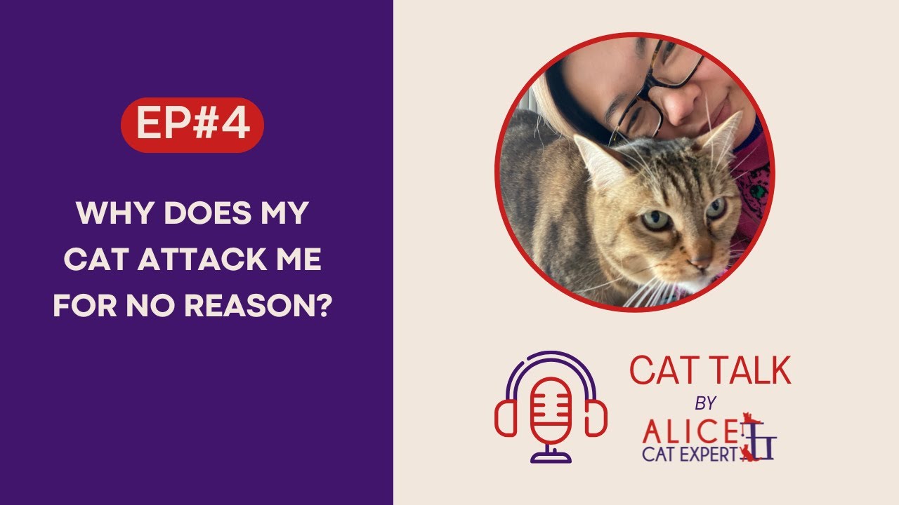 Cat Talk - Ep 4: Why Does My Cat Attack Me for No Reason?