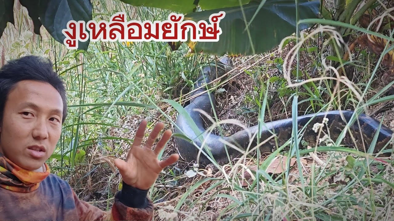 งูเหลือมยักษ์โคตรใหญ่ข้างทาง ในไร่ข้าวโพดชาวบ้าน ถ้ายังอยู่ช่วงเก็บเกี่ยวอันตรายแน่