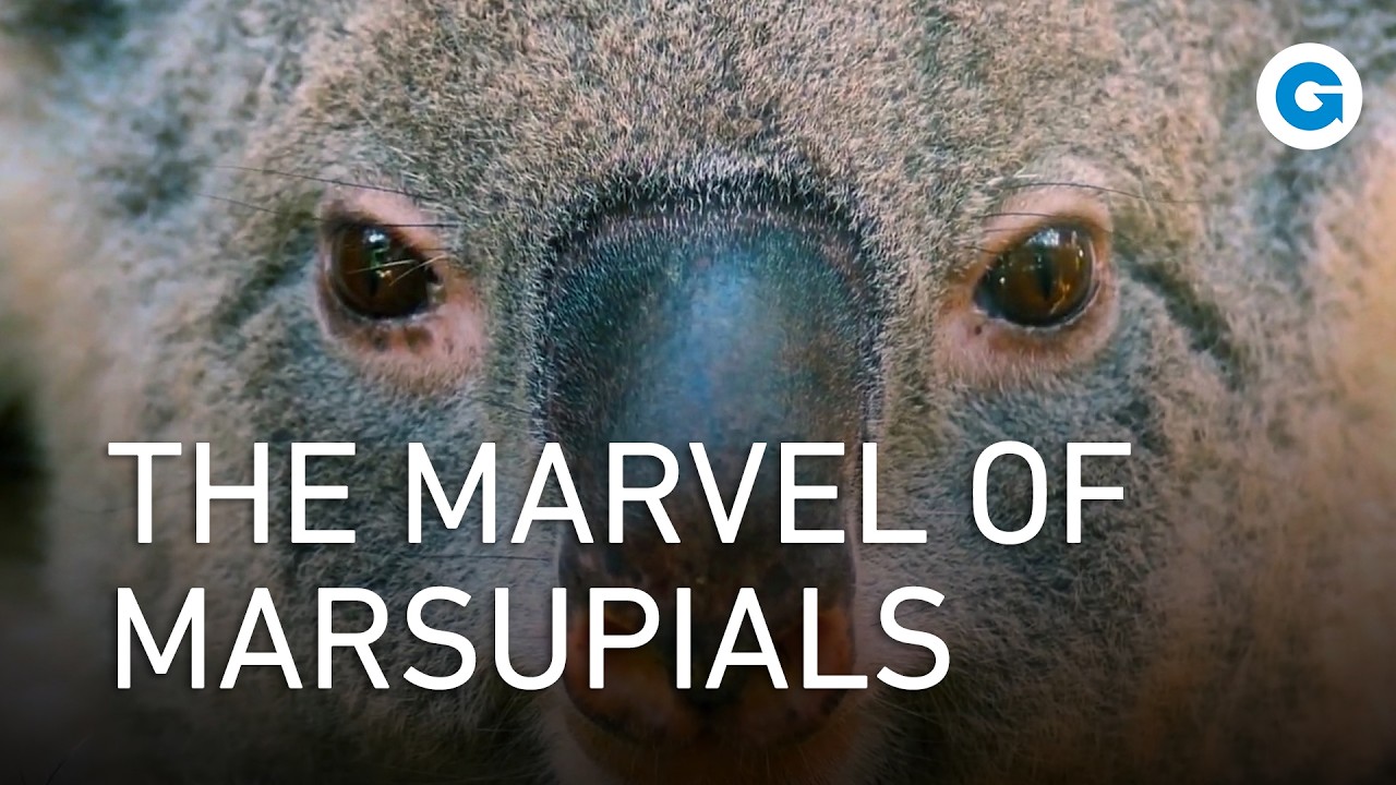 Adorable & Wild: Marsupials Like You&rsquo;ve Never Seen Before | Full Wildlife Documentary
