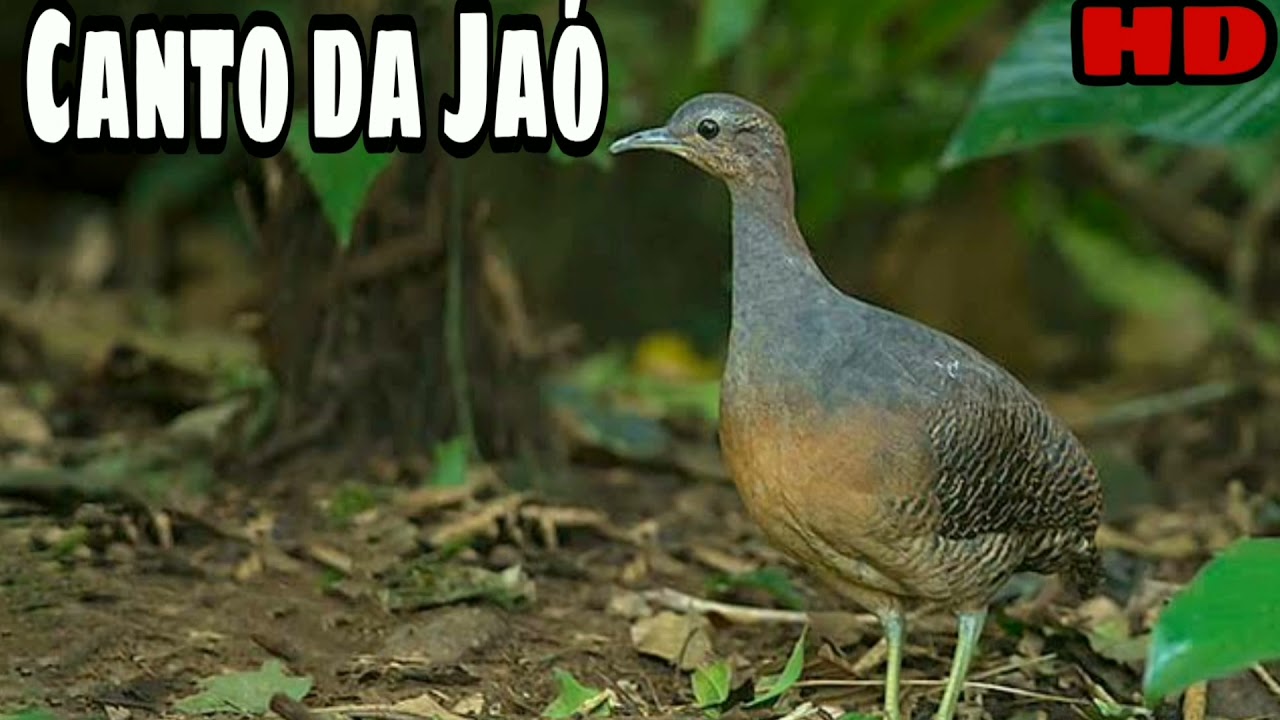 CANTO DA JA&Oacute; 🎶