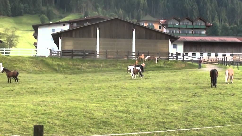 Unsere Wastlhof Pferde