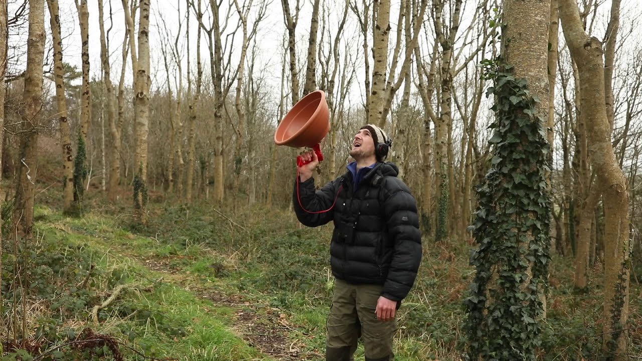 Birdsong ID: the Great Tit / Titw mawr