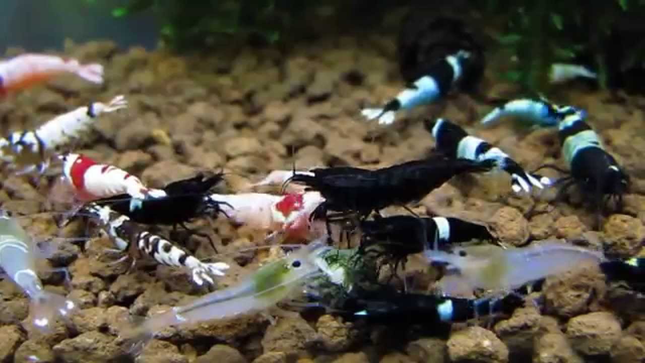 I-Aqua Taiwan bee & Co garnalen shrimps aquarium