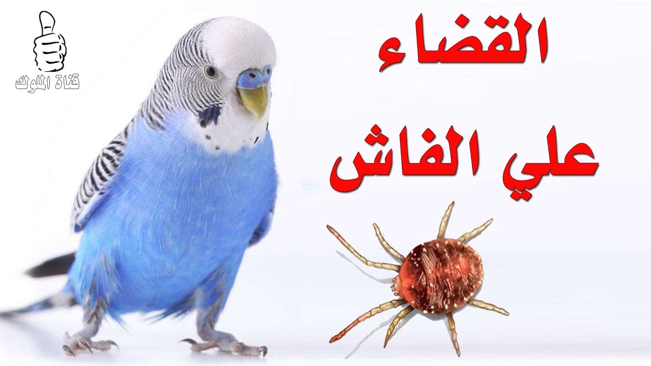 القضاء على الفاش في طيور البادجي باسرع طريقة والتخلص من الفاش نهائيا