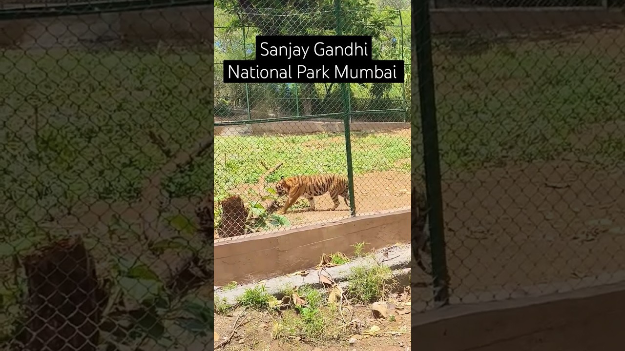 Sanjay Gandhi National Park Mumbai | Borivali West Mumbai | Wild Life Sanctuary #mumbai #borivali