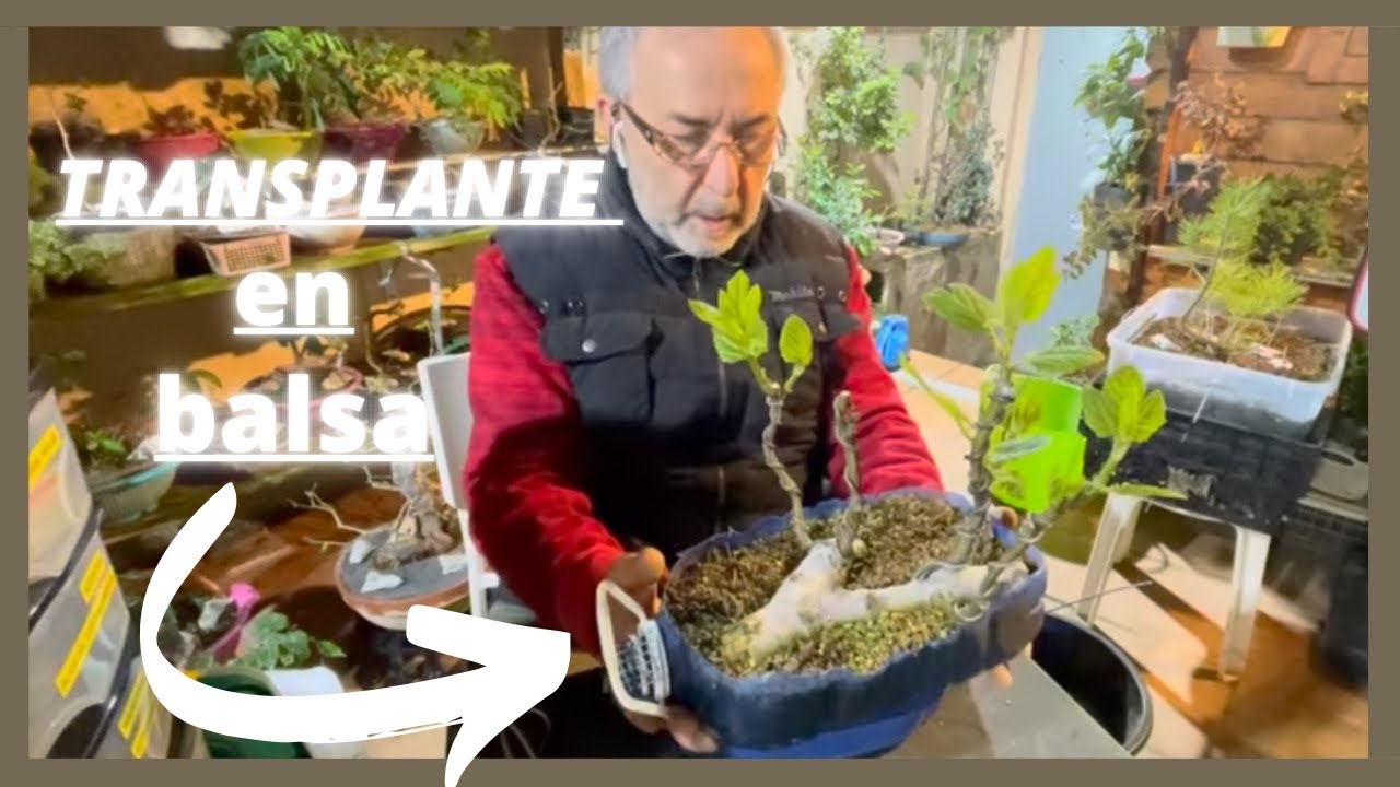 ♻️  Transplante de una Higuera estilo balsa [bonsai]