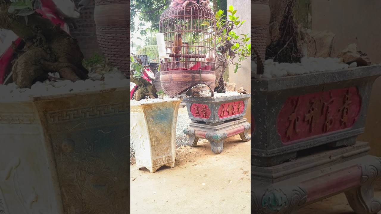 Hoa mi hót đấu k cần mái