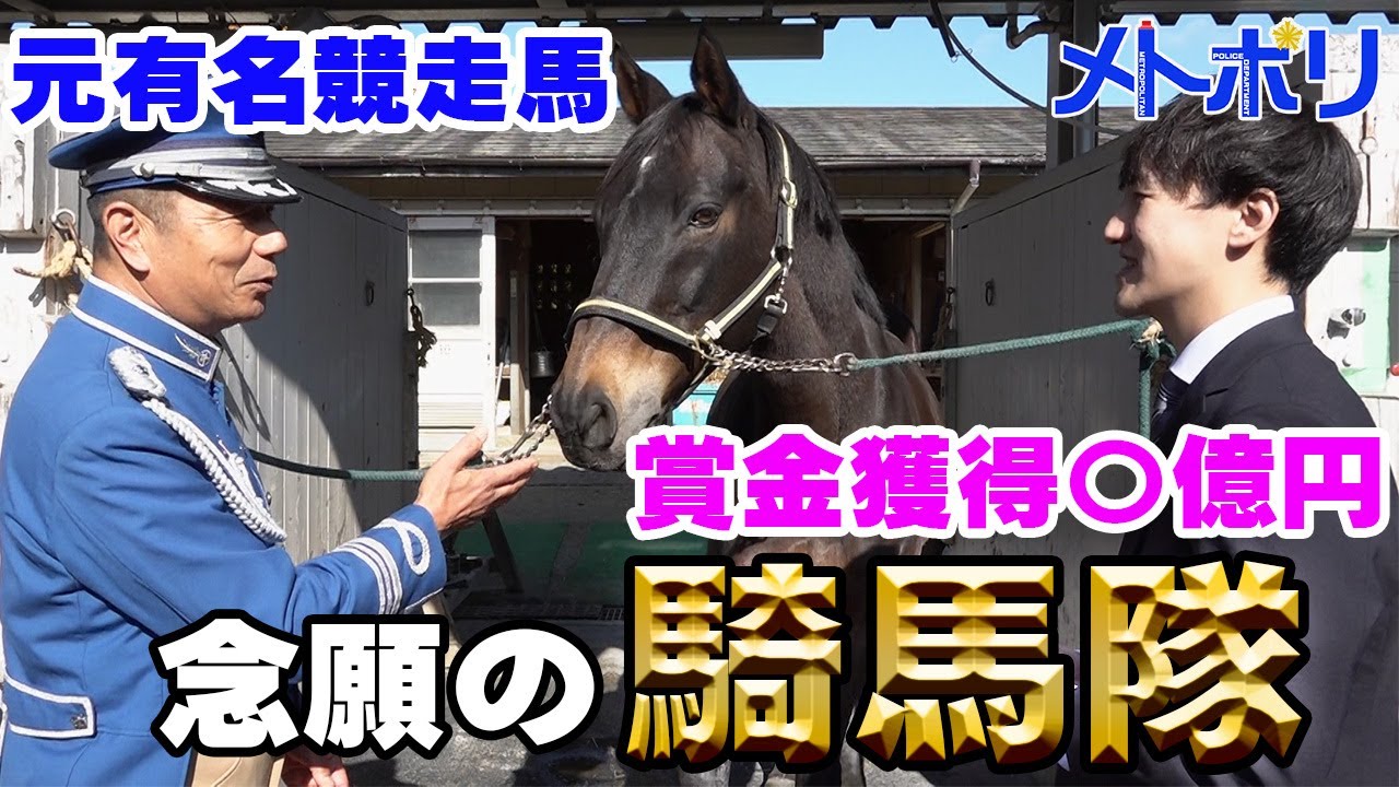 【馬馬馬】騎馬隊に行ってみた。【メトポリ】